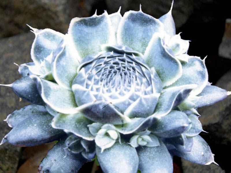 Orostachys spinosa en fleurs sur des éboulis stabilisés en altitude